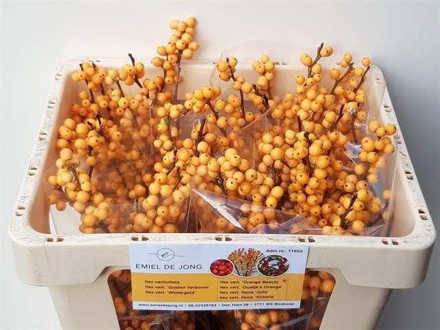 Илекс Голден Вербум 45, шт.