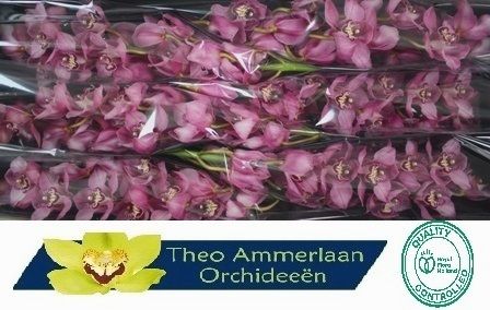 Цимбидиум Скай Скрепер x6 80, шт.