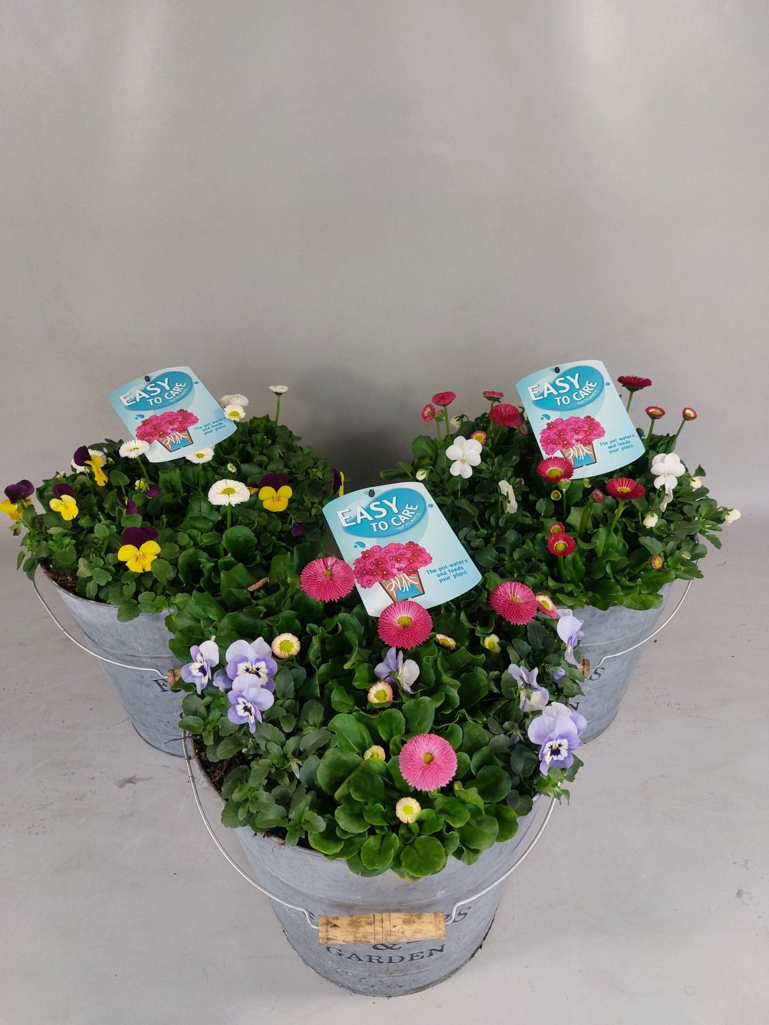 Viola/Bellis Mix in zink emmer met waterreservoir, D 29