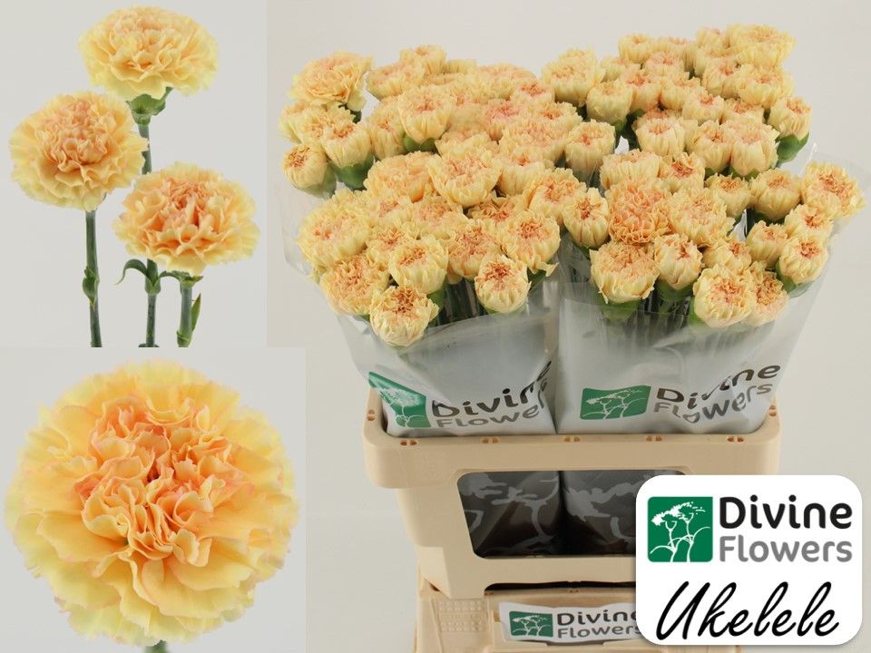 Диантус од. Укелеле, шт.