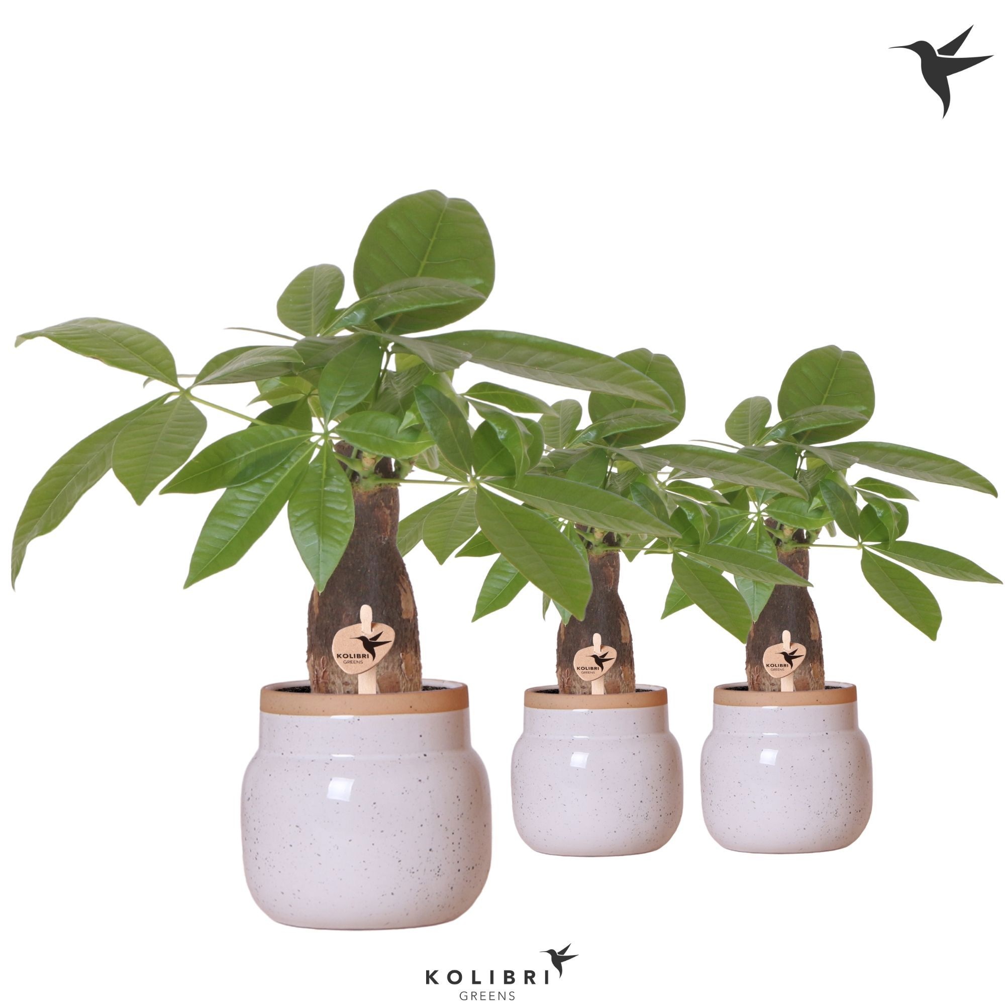 Pachira in Vintage Bowl pot white, D 9