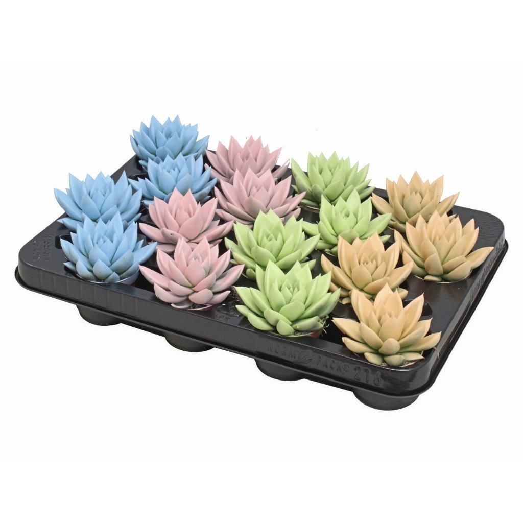 Miranda coloured pastel mix, D 6 cm