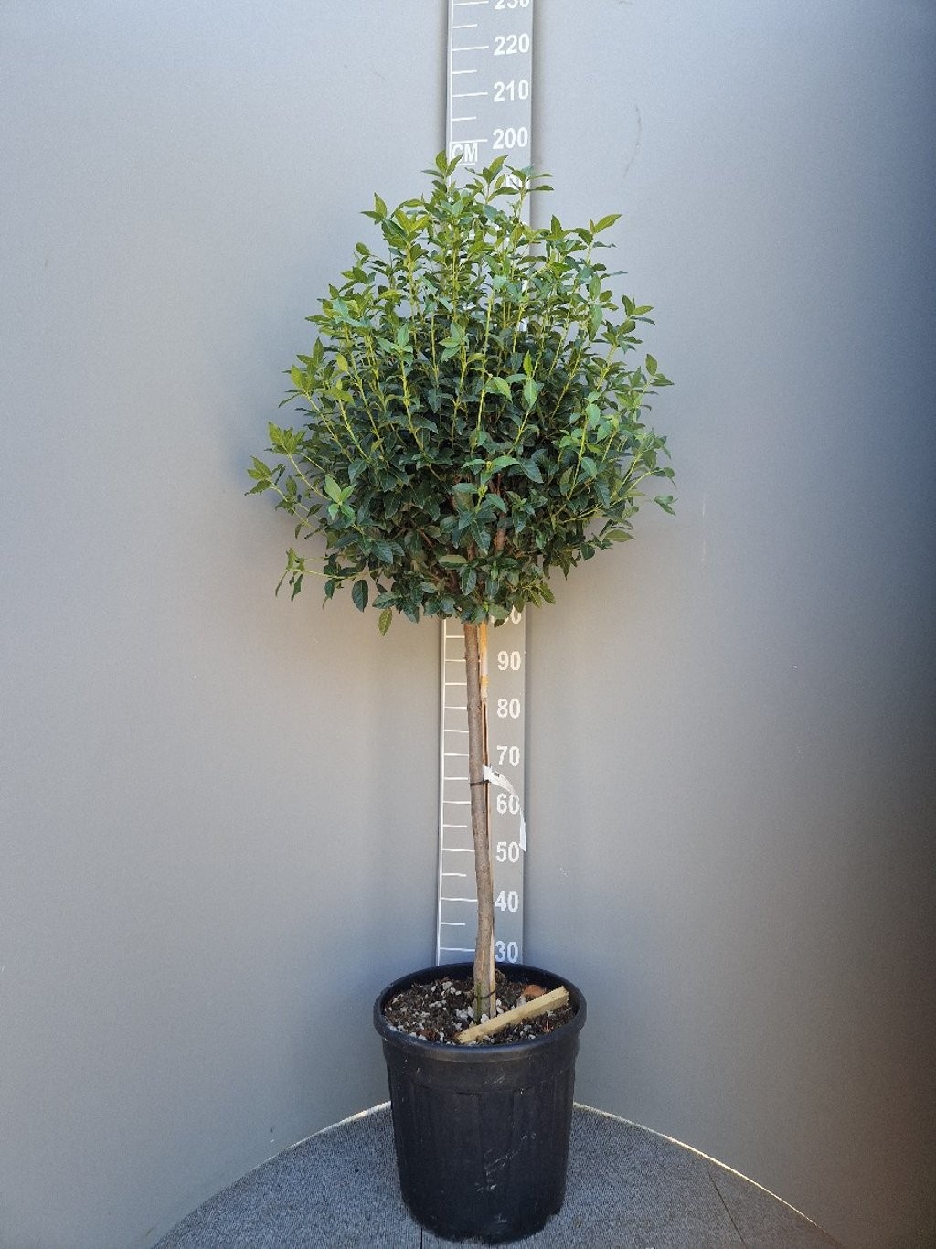 Viburnum tinus 'Spirit, D 38