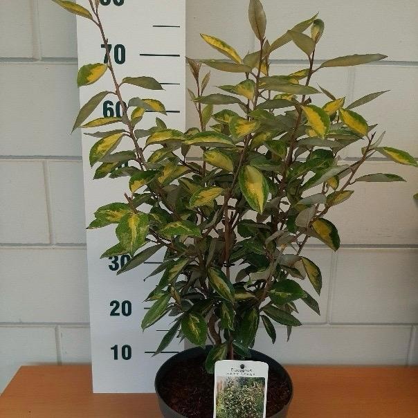 Elaeagnus ebb. 'Limelight', D 23 cm