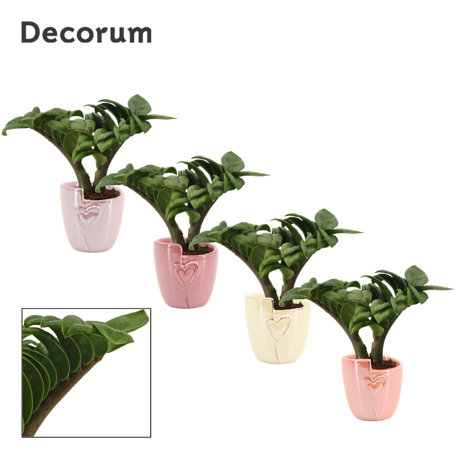 Zamioculcas Zenzi V-Leaf 6 cm Decorum, 2 veren in Joa (Special m, D 6