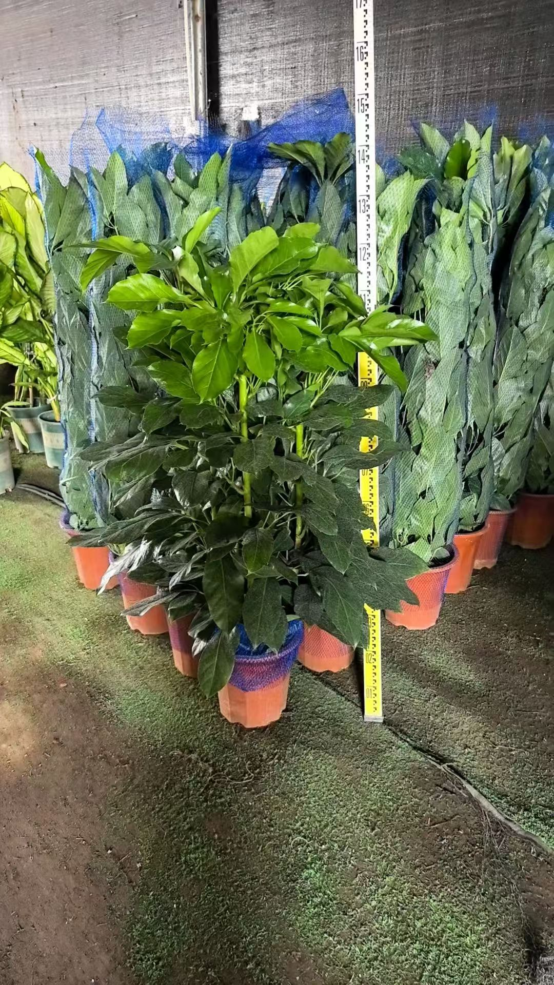 Счеффлера Алпс 32 120