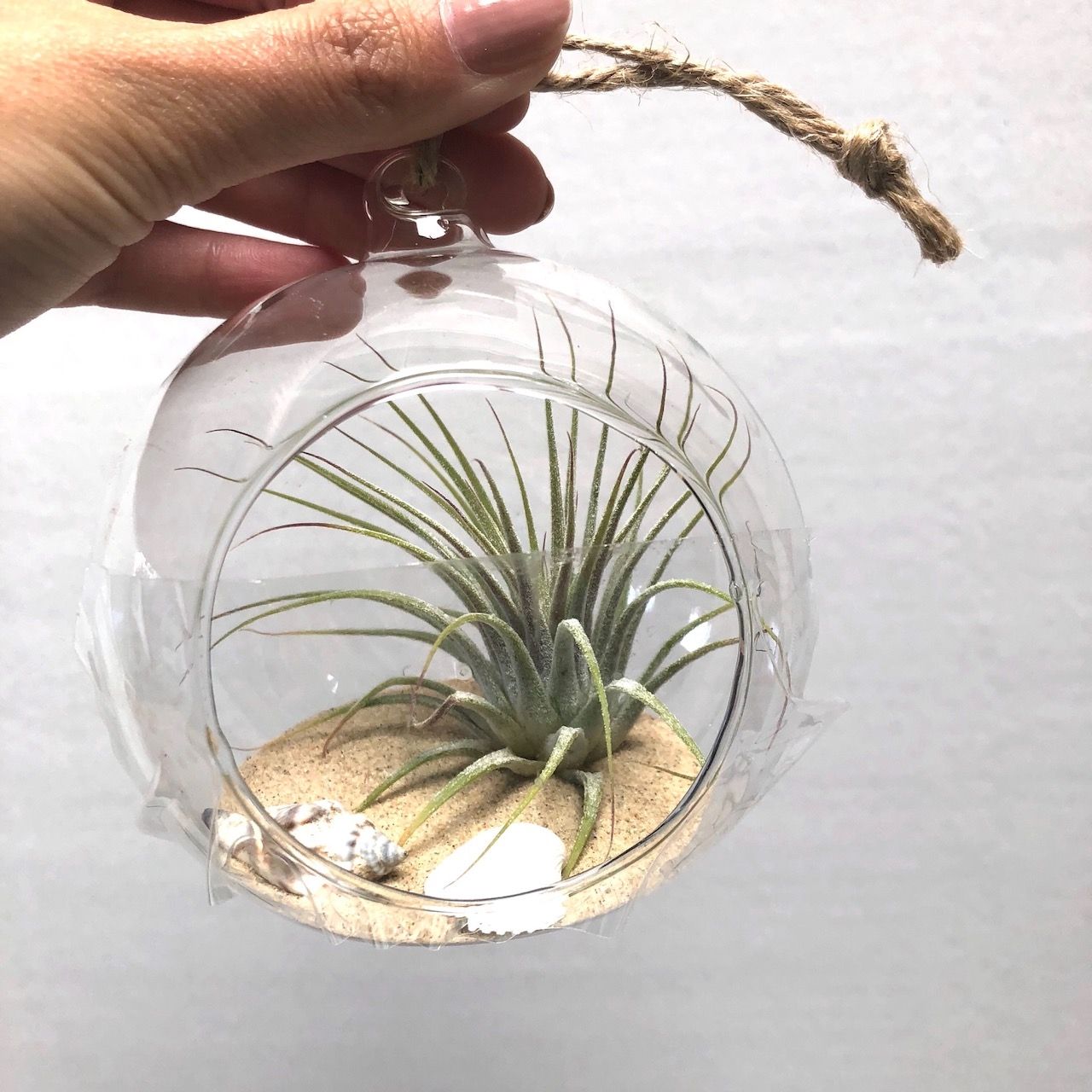 Tillandsia Beach Ball, D 10