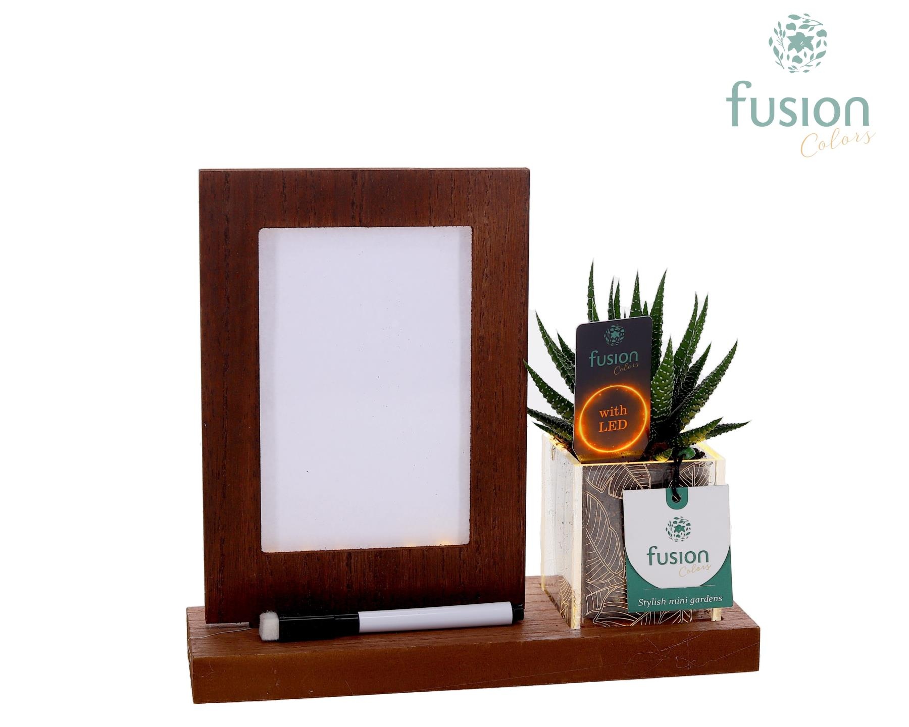 Acryl LED Glow Art Frame met Succulent, D 23
