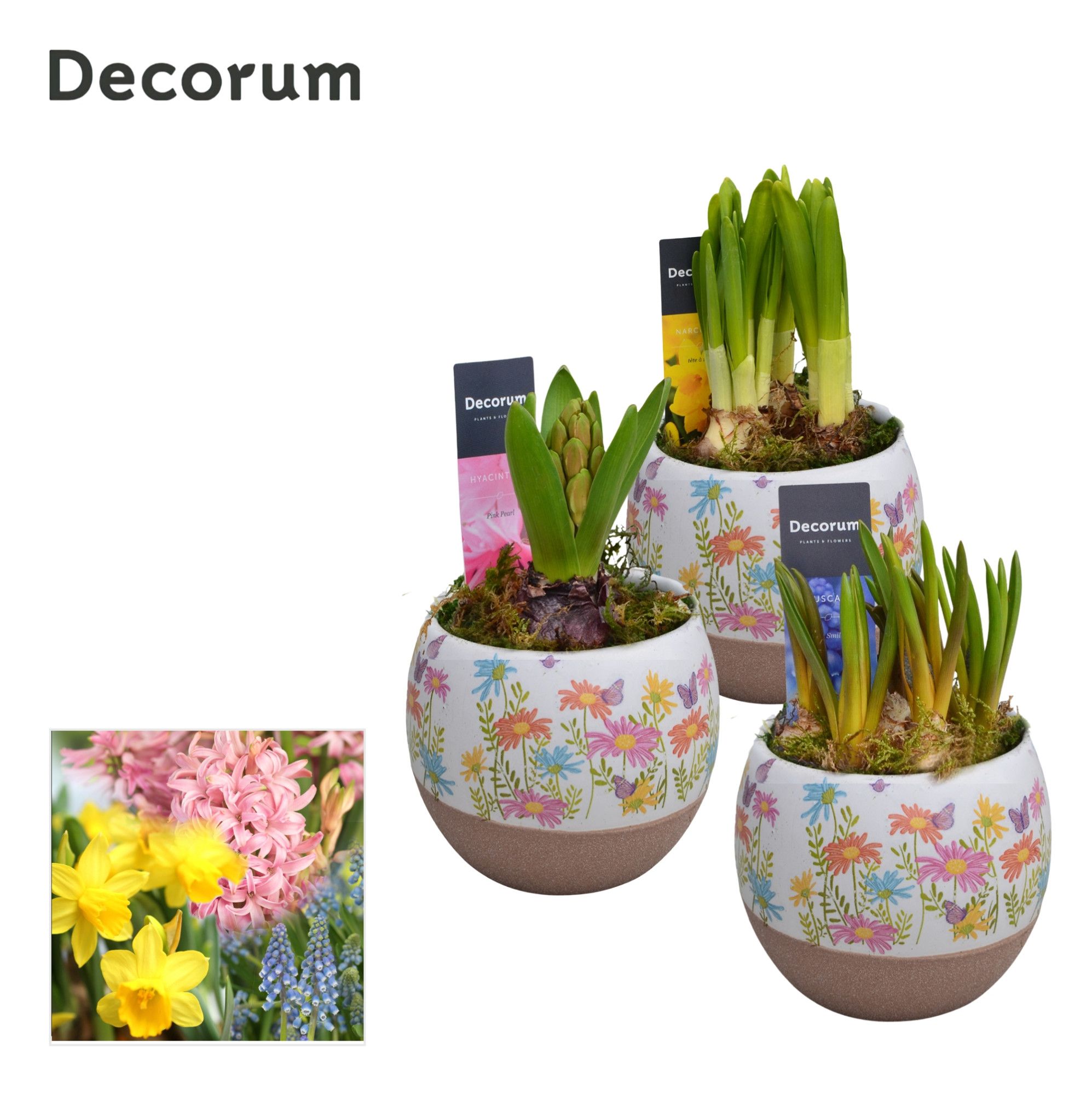 Bollenmix Colori HL14433B, D 9