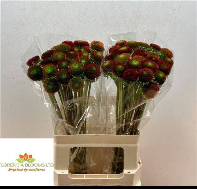 Эхинацея Пурпурея 60, шт.