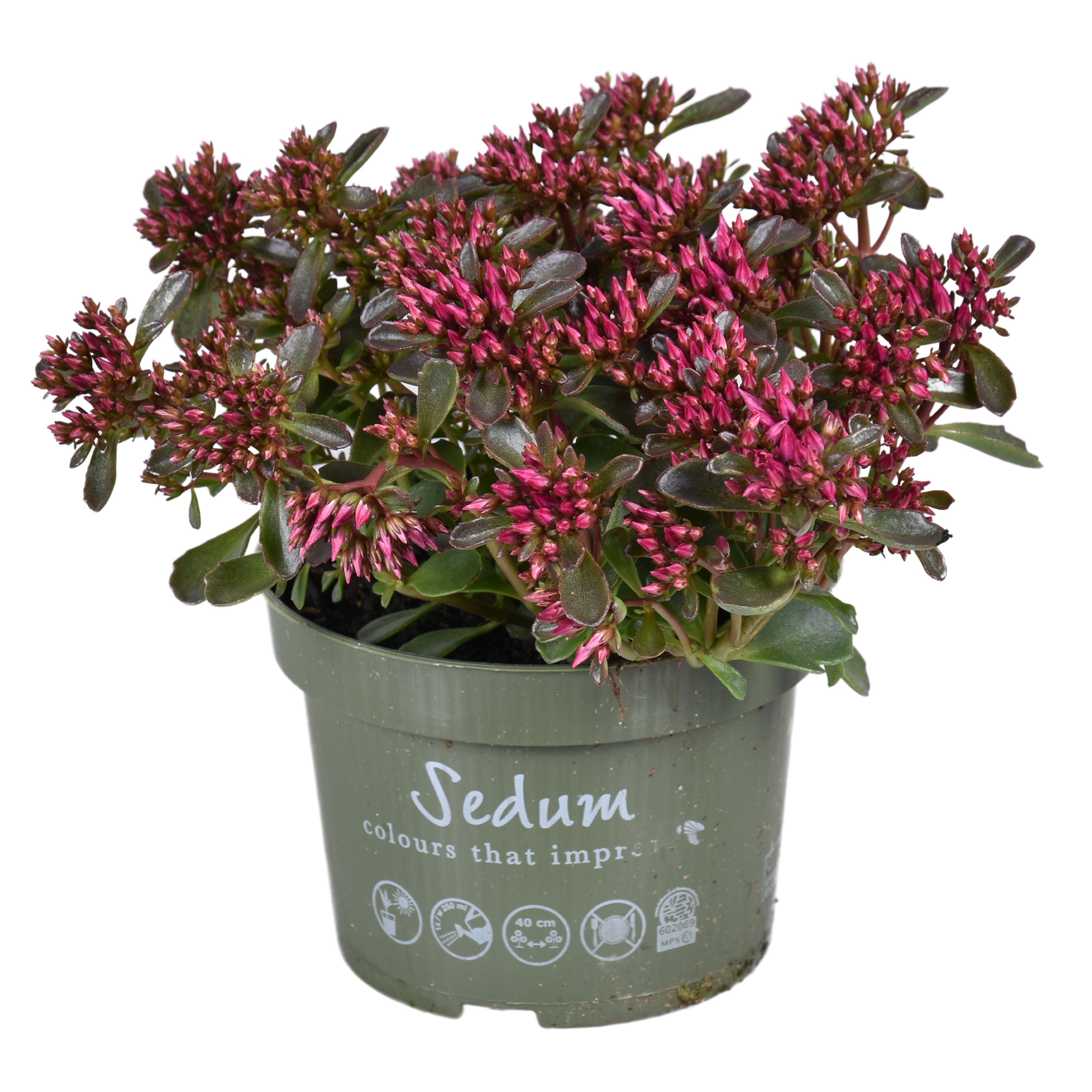 Sedum Spurium, D 13