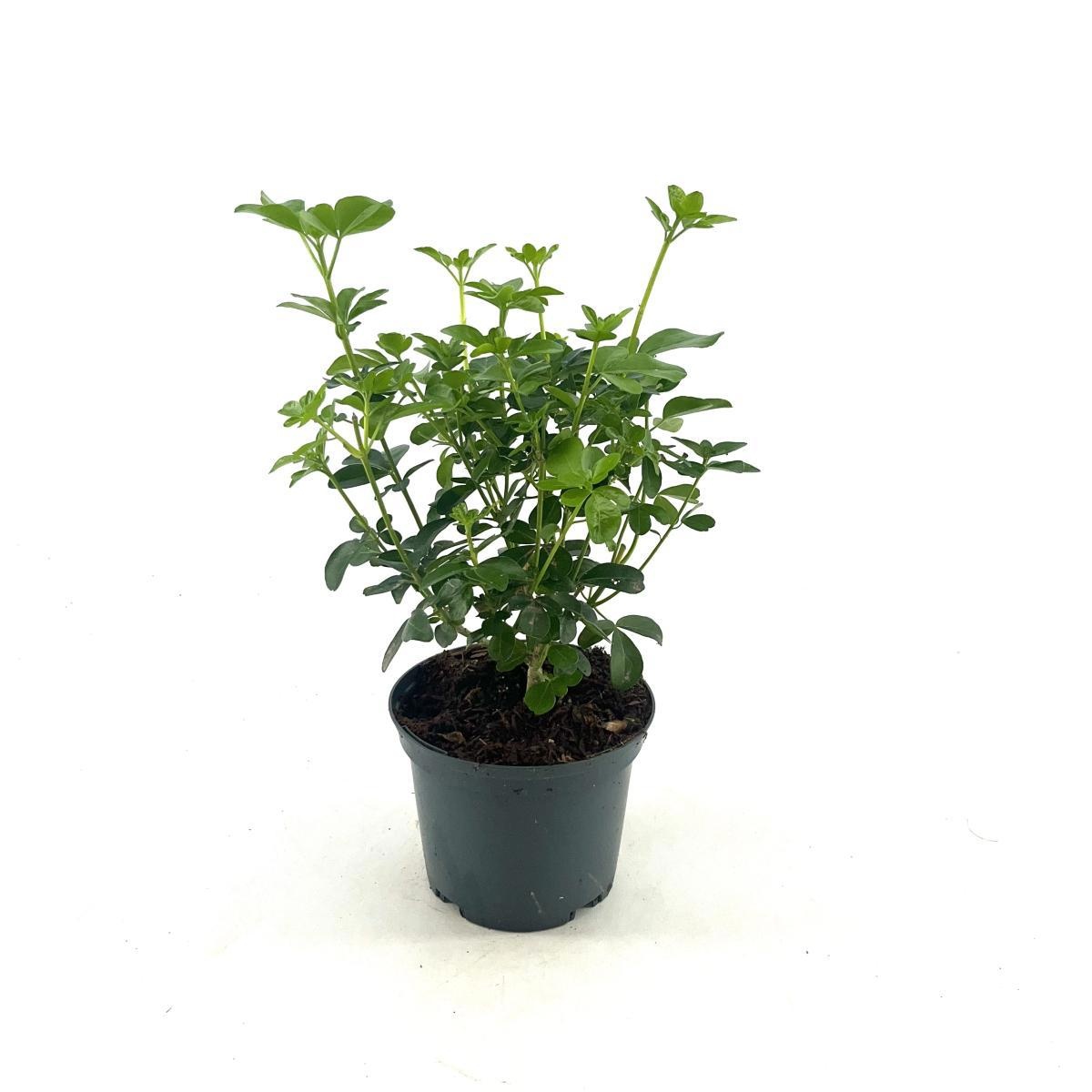 Choisya ternata Walberton Moonshine, D 17 cm