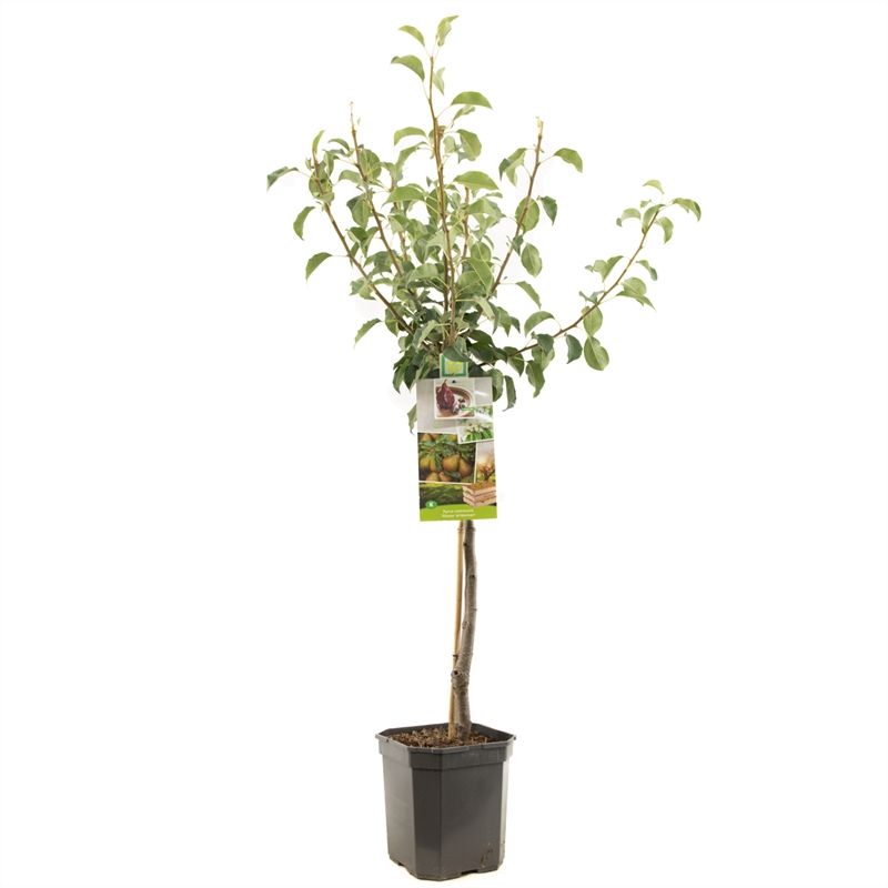 Pyrus comm. Gieser Wildeman laagst Stoofpeer, D 24