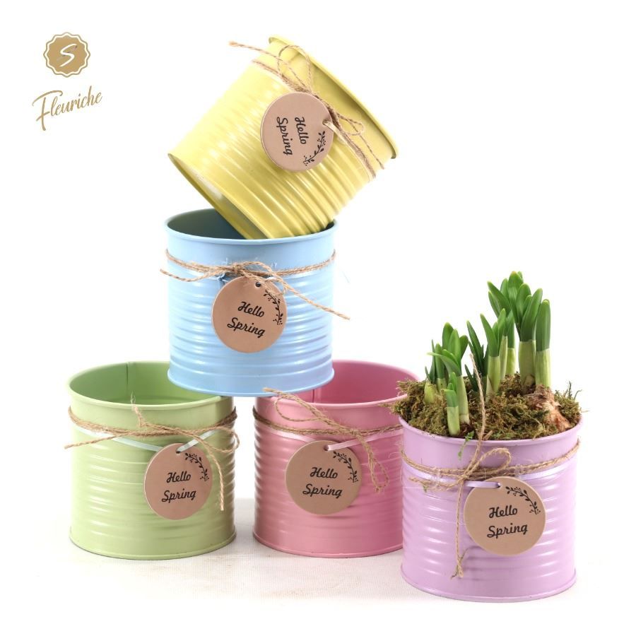 (3400) Narcissus Hello Spring [L] Mos, D 12 cm