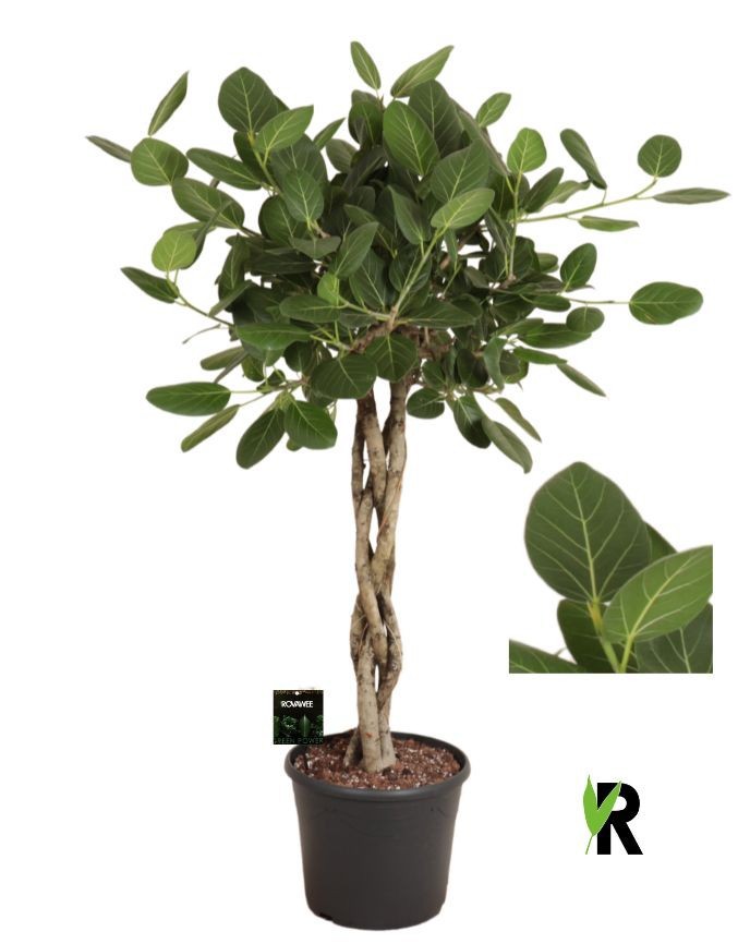 Ficus bengh Audrey melted braid, D 35