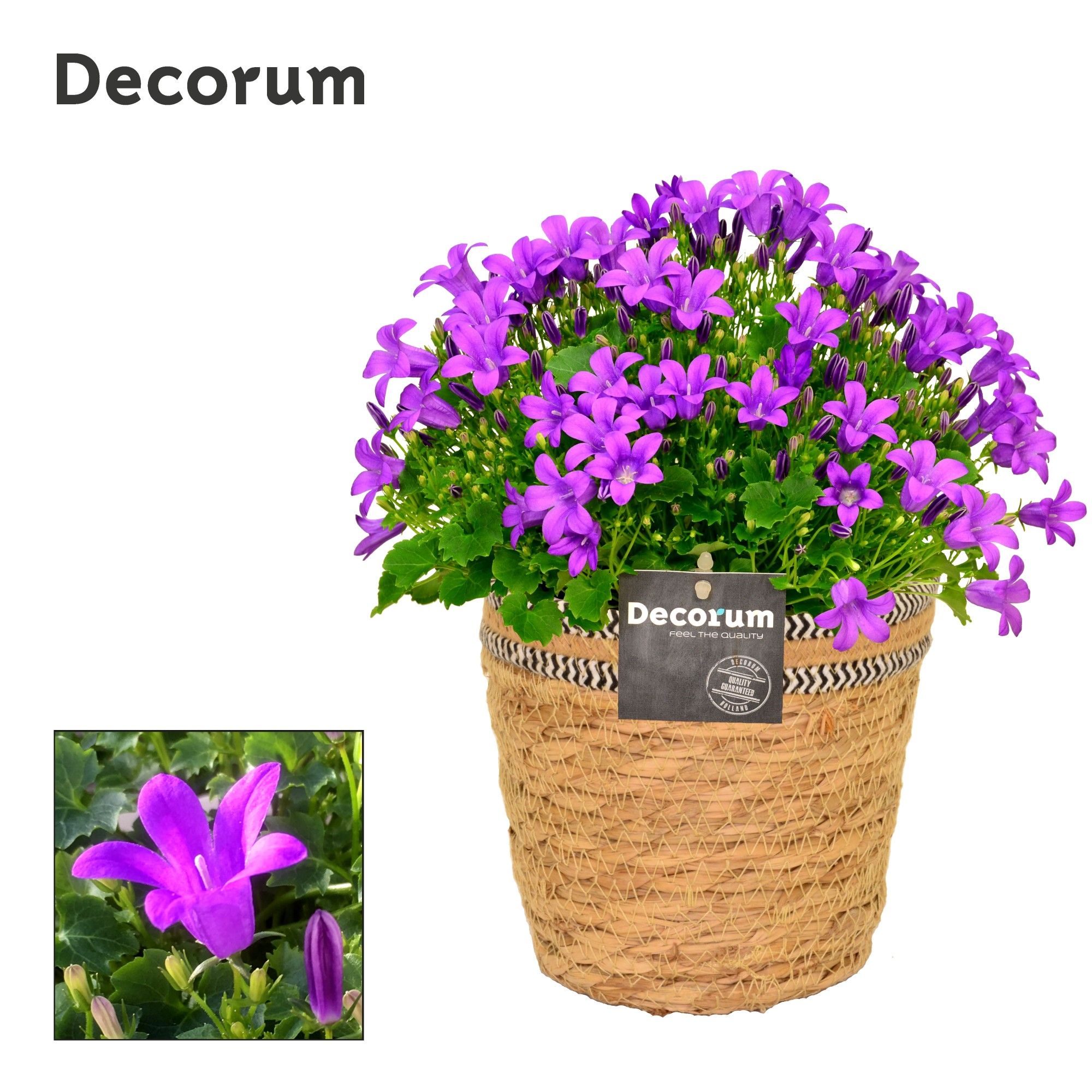 Campanula Porto LL Decorum S. Basket, D 15