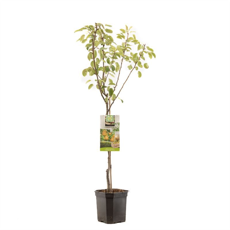 Pyrus comm. Triomphe de Vienne laag Zoete handpeer, D 24 cm