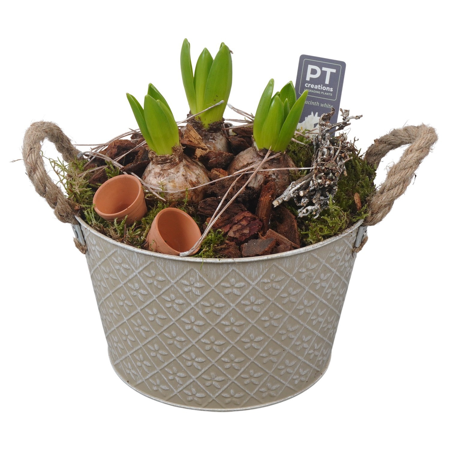 PTWH4027 Arrangement Winter Hyacint in metalen pot, D 21