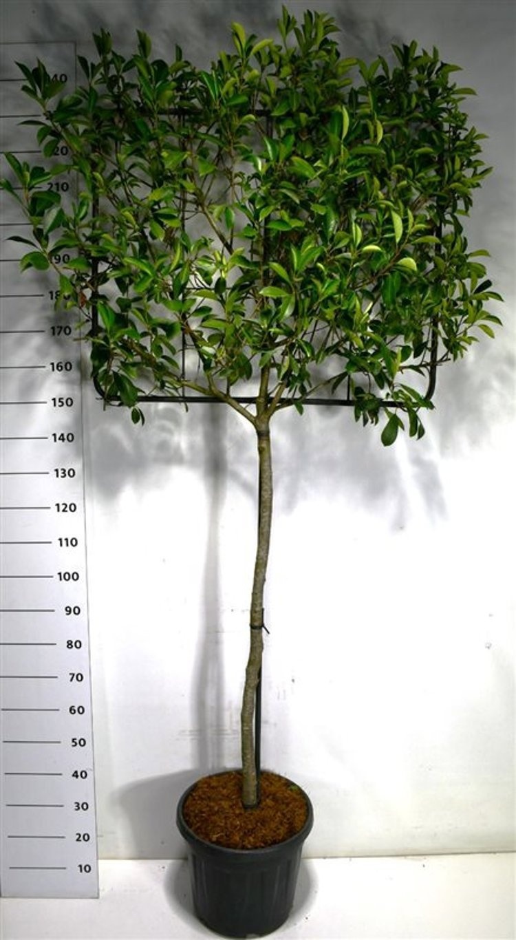 Photinia fraseri 'Little Red Robin', D 40 cm