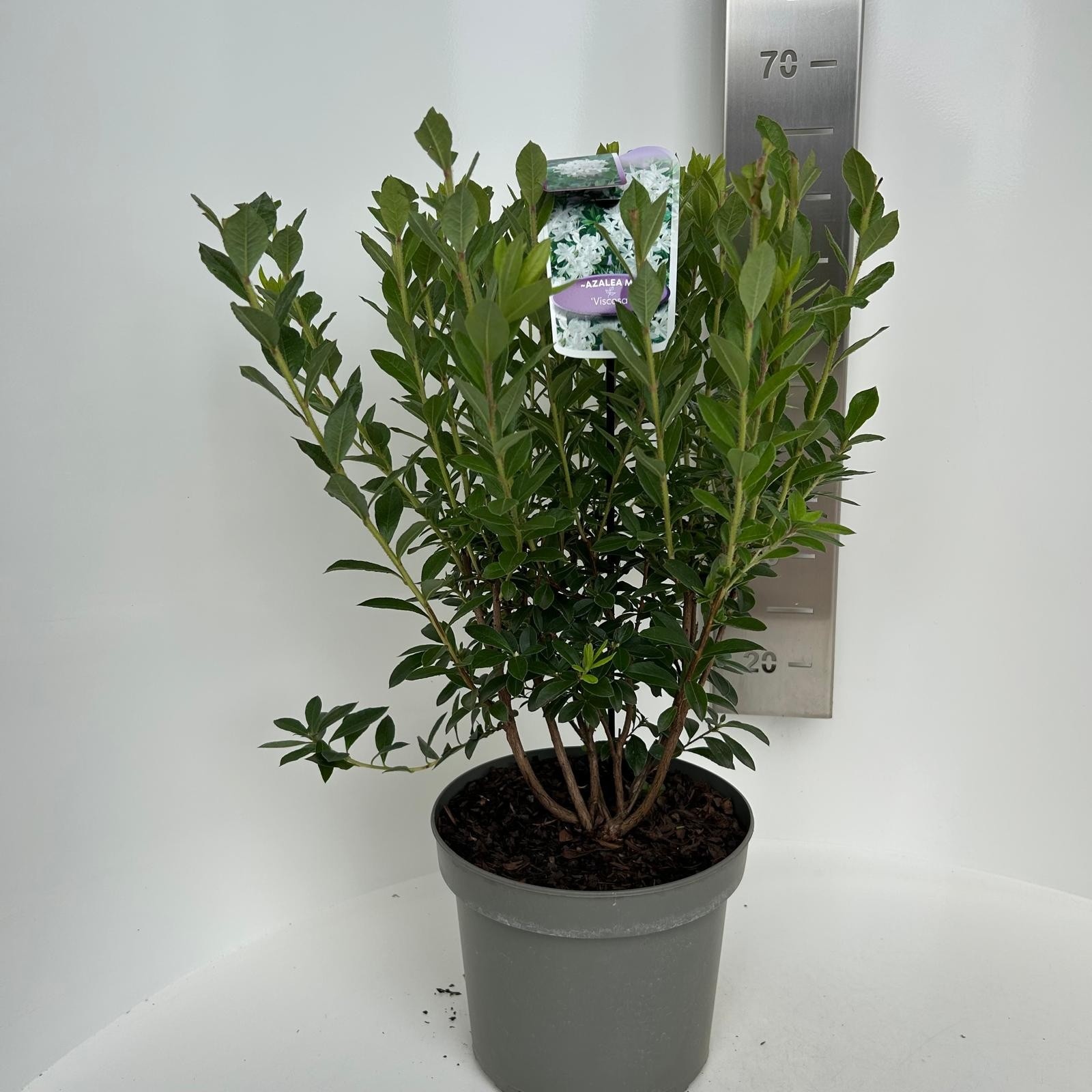 Rhododendron (AK) 'Viscosa', D 23 cm