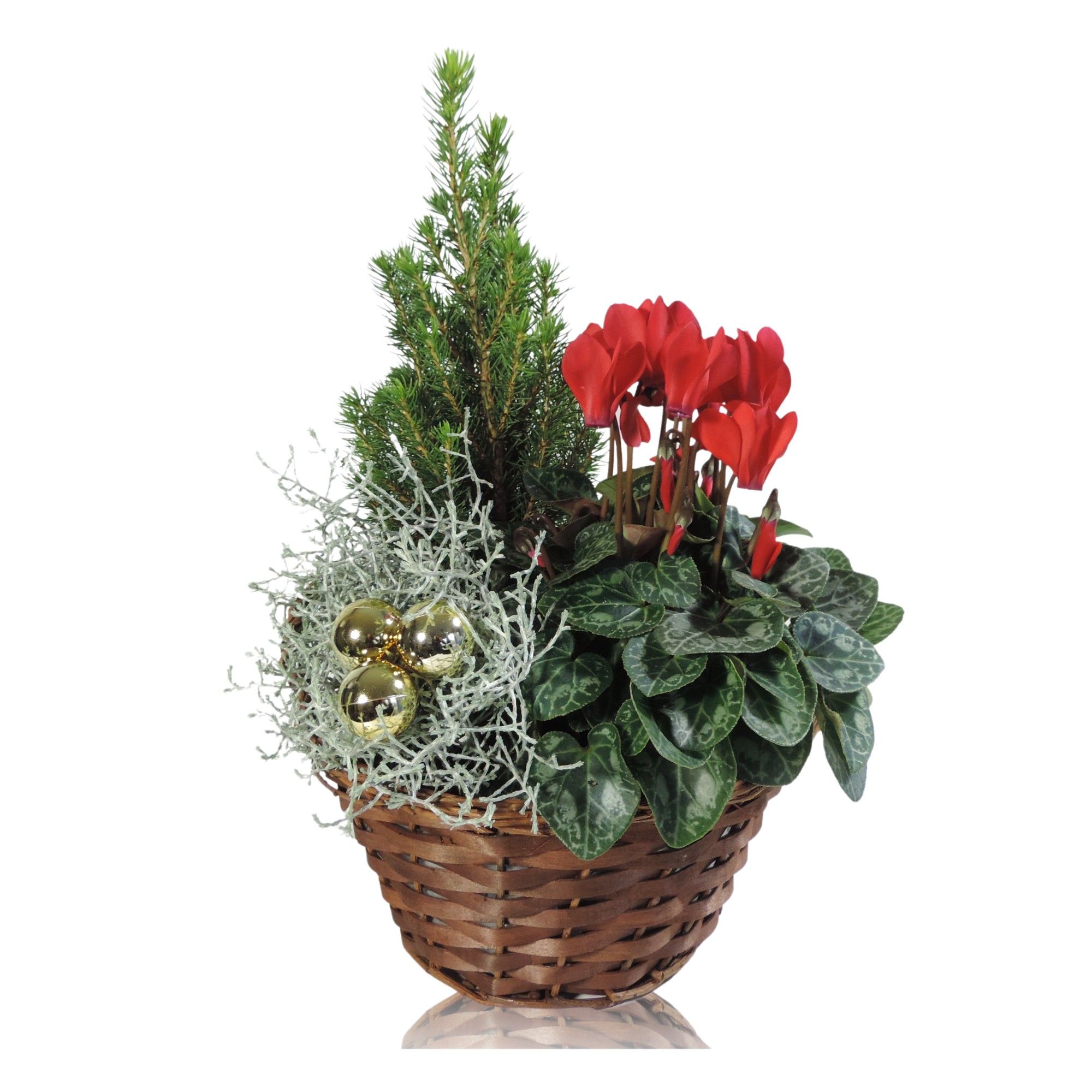Collectie Hanoi Winter Specials Arrangement in Mand 22 cm Kerst, D 22