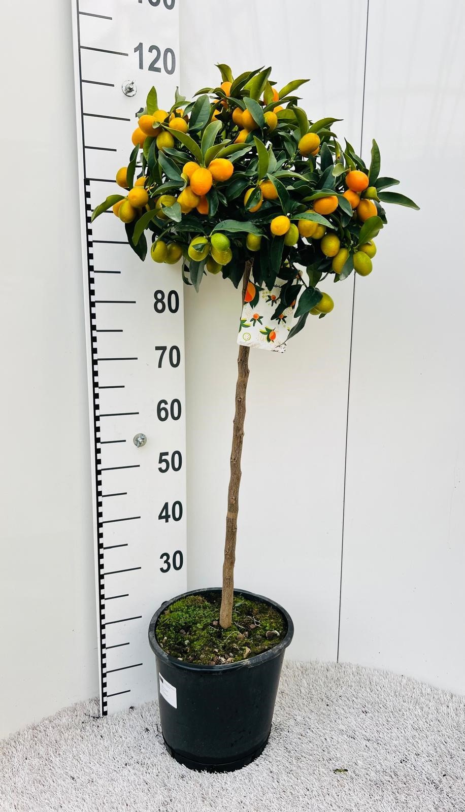 Citrus Kumquat Nagami on stem, D 25