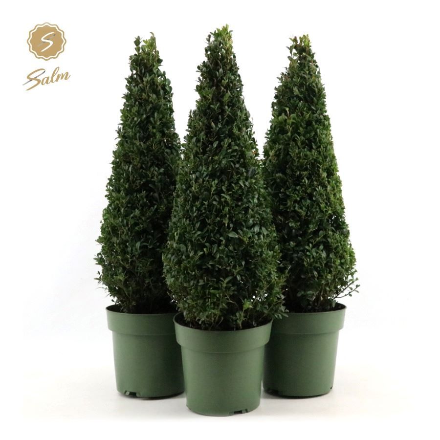 Buxus semp. Pyramid 55cm P21, D 21
