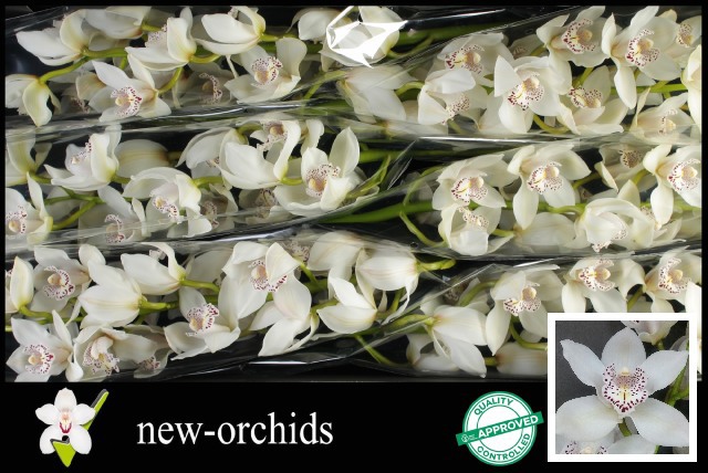 Цимбидиум Максим x6 80, шт.