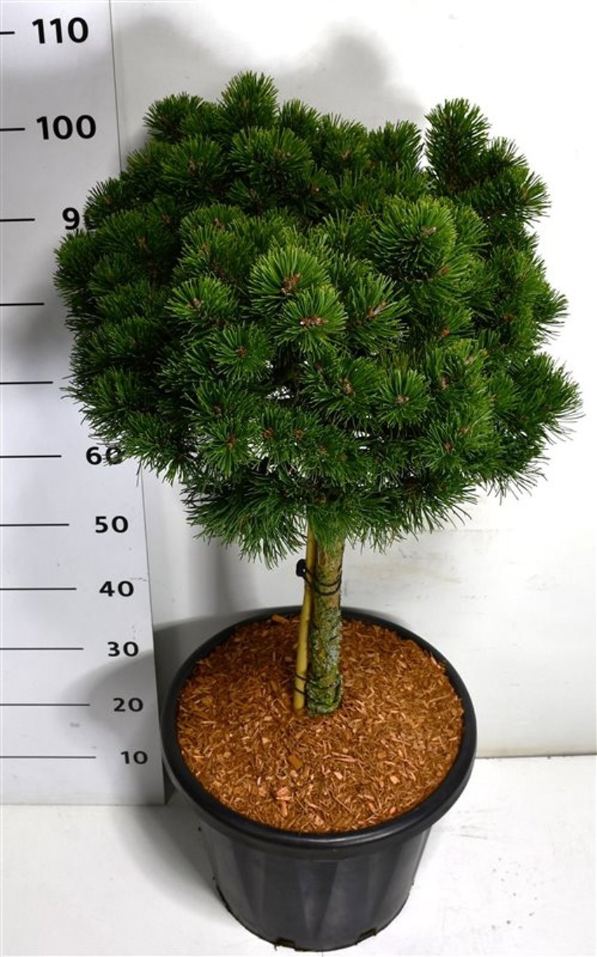 Pinus mugo 'March', D 38 cm