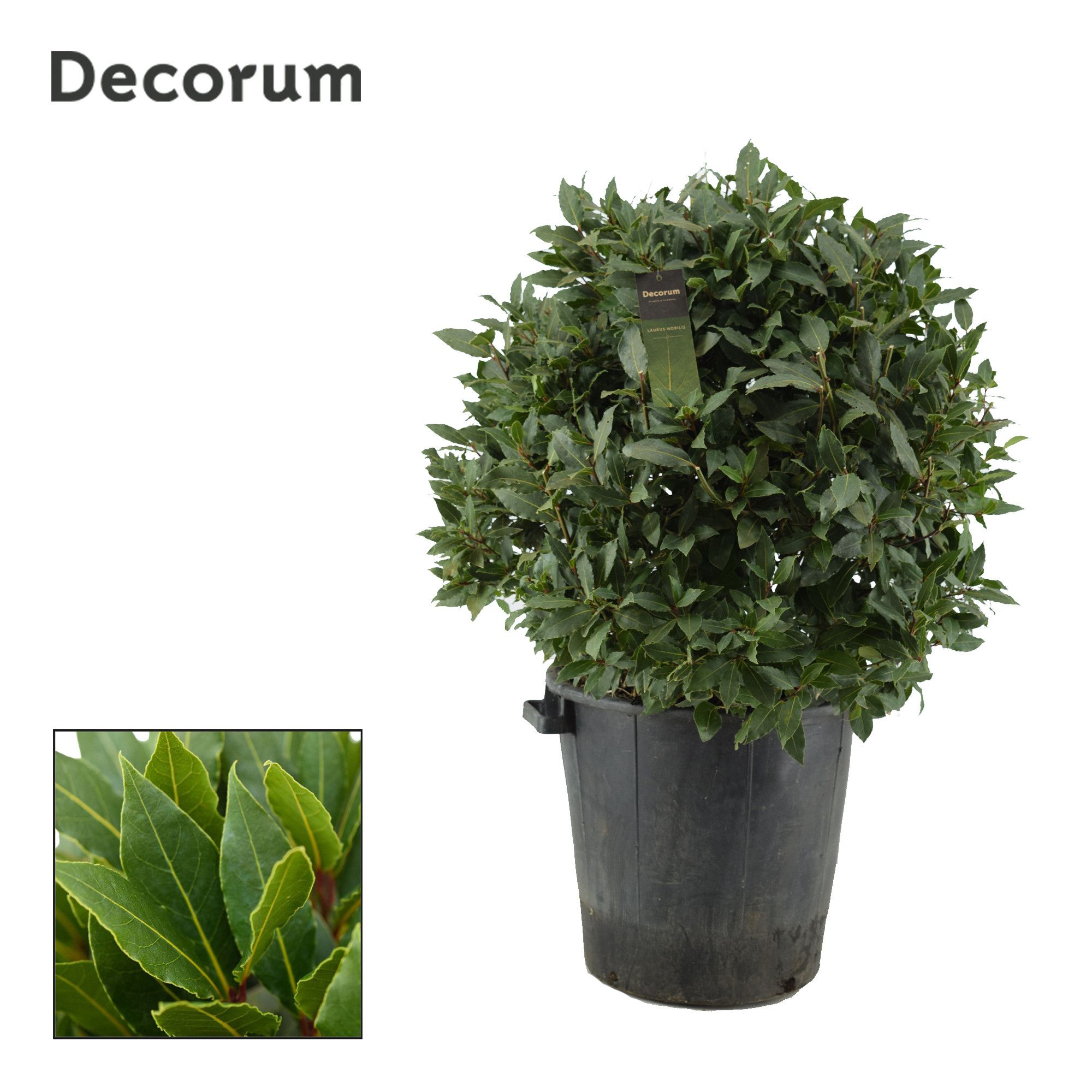 Laurus nobilis Bol zonder stam, D 40