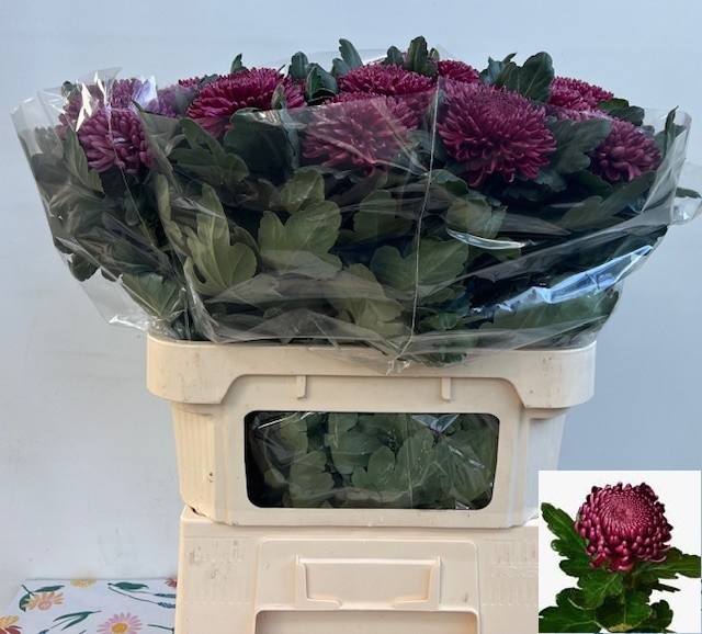 Хризантема од. Бигуди Перпл 80, шт.