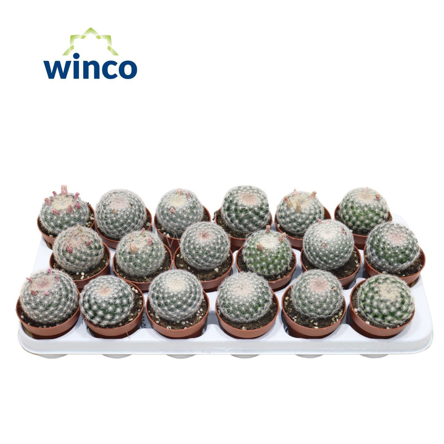 Mammillaria Albispinus, D 8,5 cm