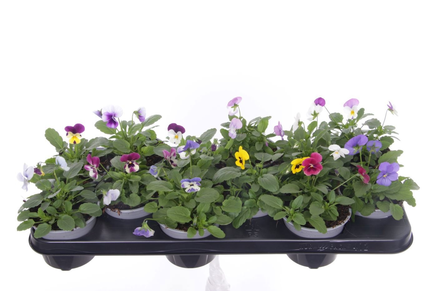 Viola cornuta mix, D 11 cm