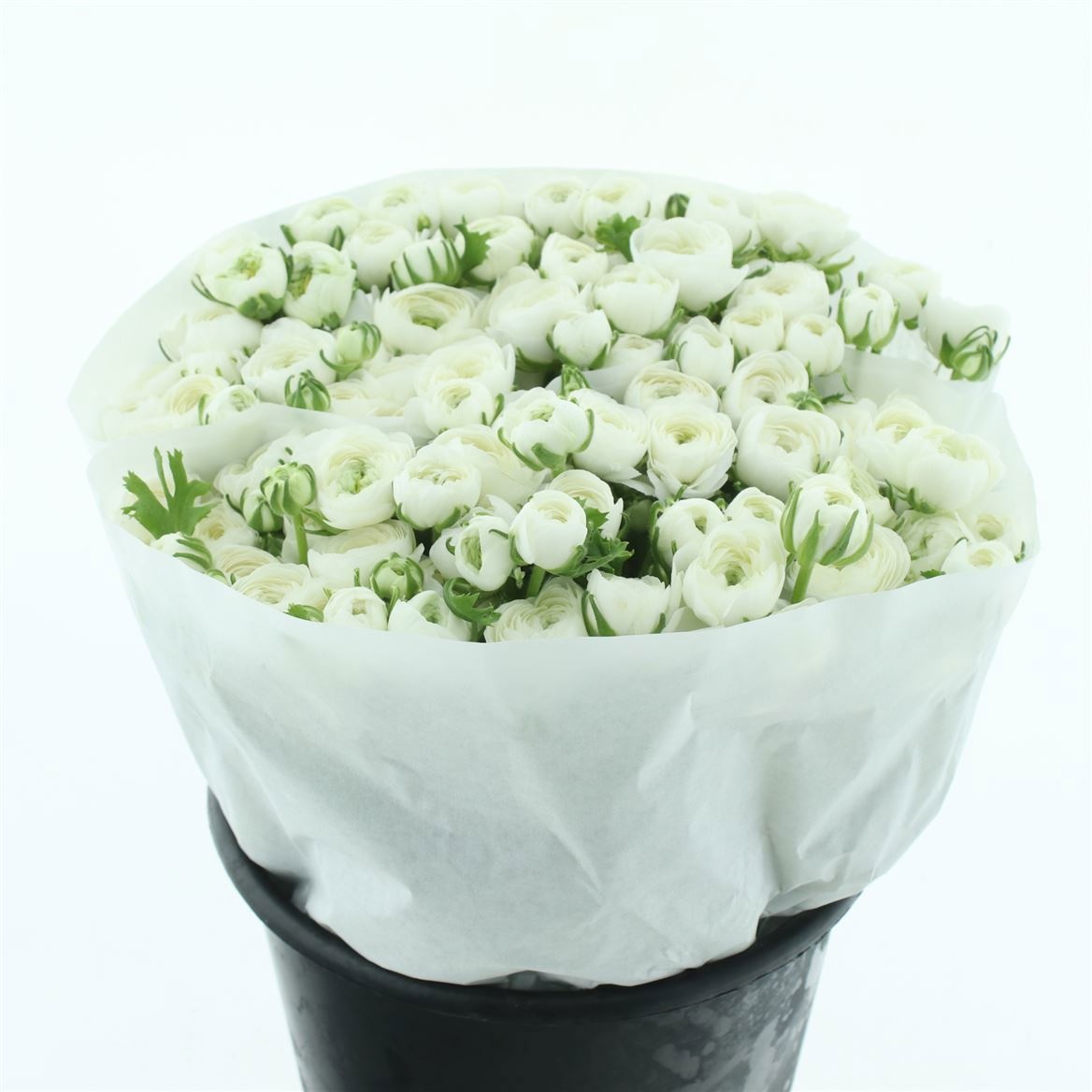 Ранункулус Элеганс Вайт 45, шт.