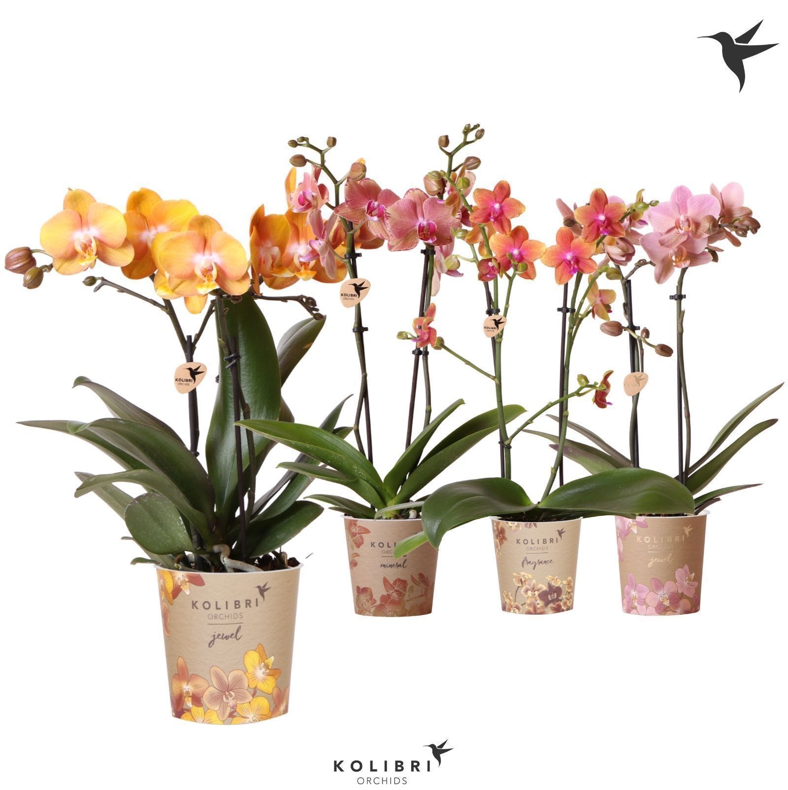 Kolibri Orchids Phalaenopsis Jewel mix 2spike, D 12 cm