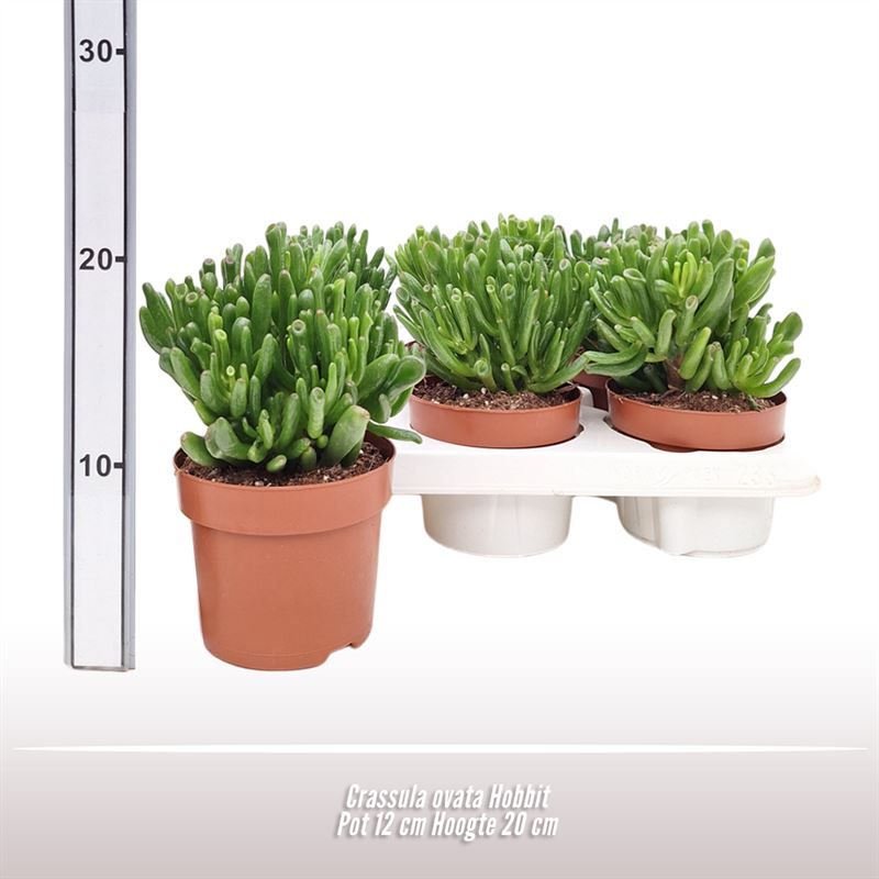 Crassula ovata Hobbit, D 12