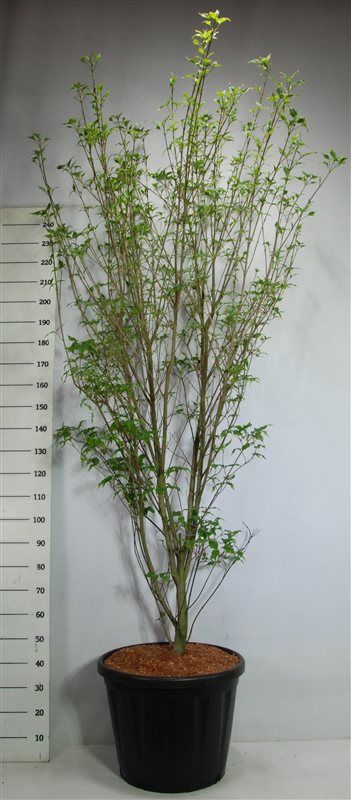 Cornus k. 'Weisse Fontaine', D 58