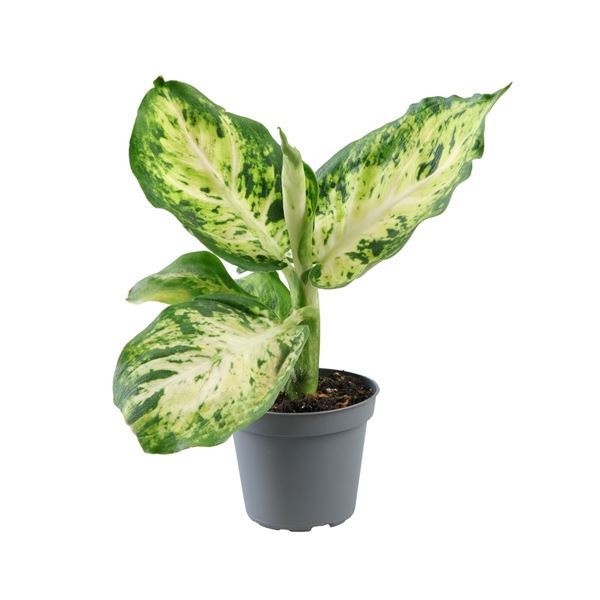 Dieffenbachia Maculata Amy, D 6 cm
