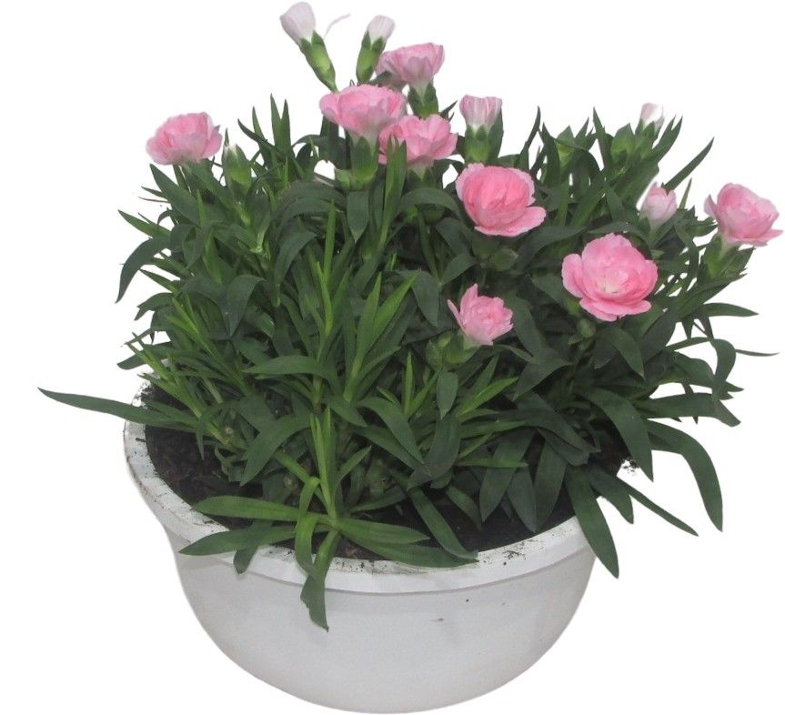 Hello Spring Dianthus Oscar in 19 cm schaal Wit, D 19