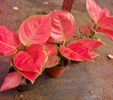 Аглаонема пинк стар 10 25 (предзаказ)