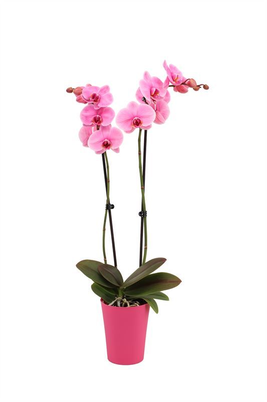 Linge p12 pink Phal I am Pink 2T14+, D 12
