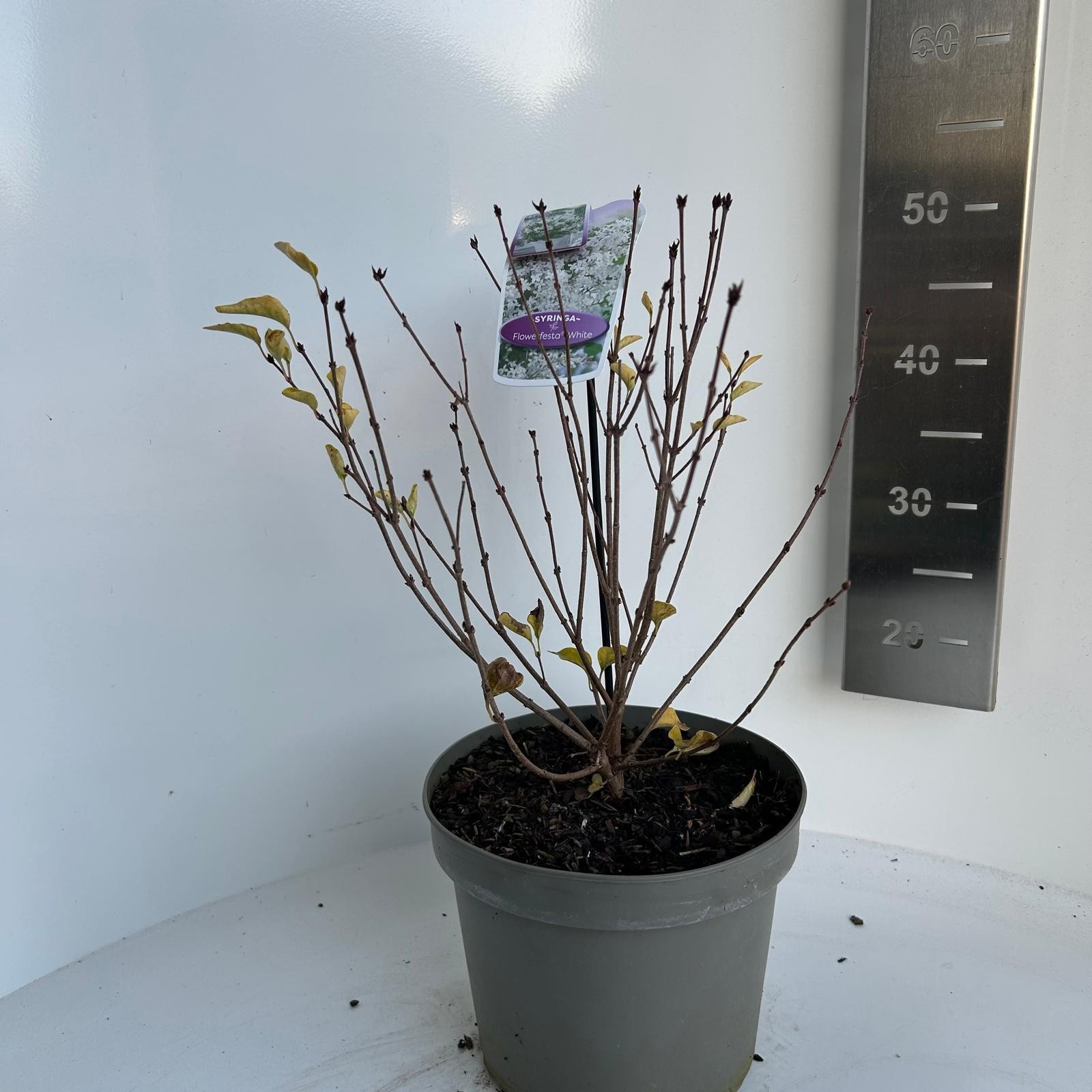 Syringa Meyeri Flowerfesta white, D 23