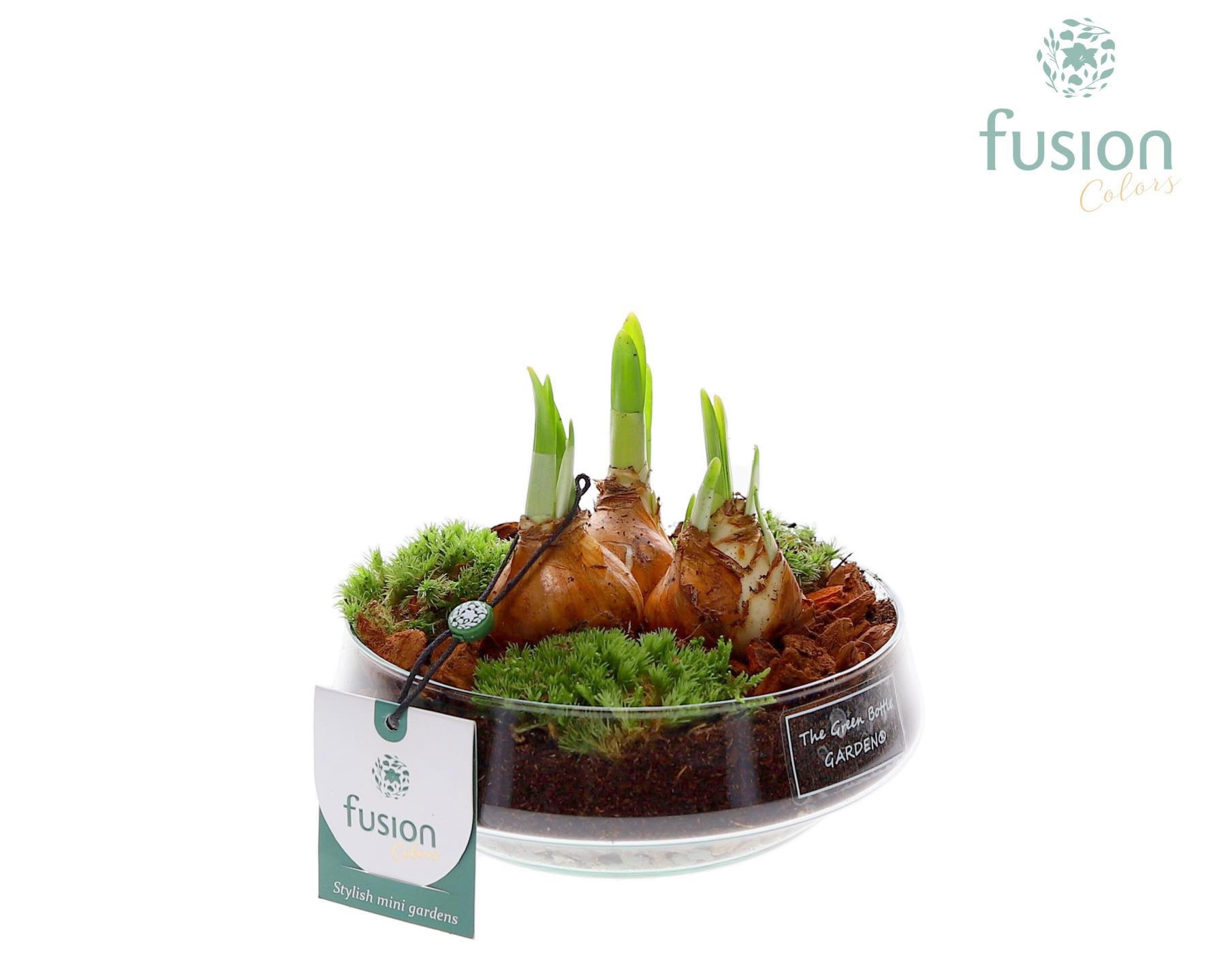 Green Bottle Iris Small met Bollen mix, D 15