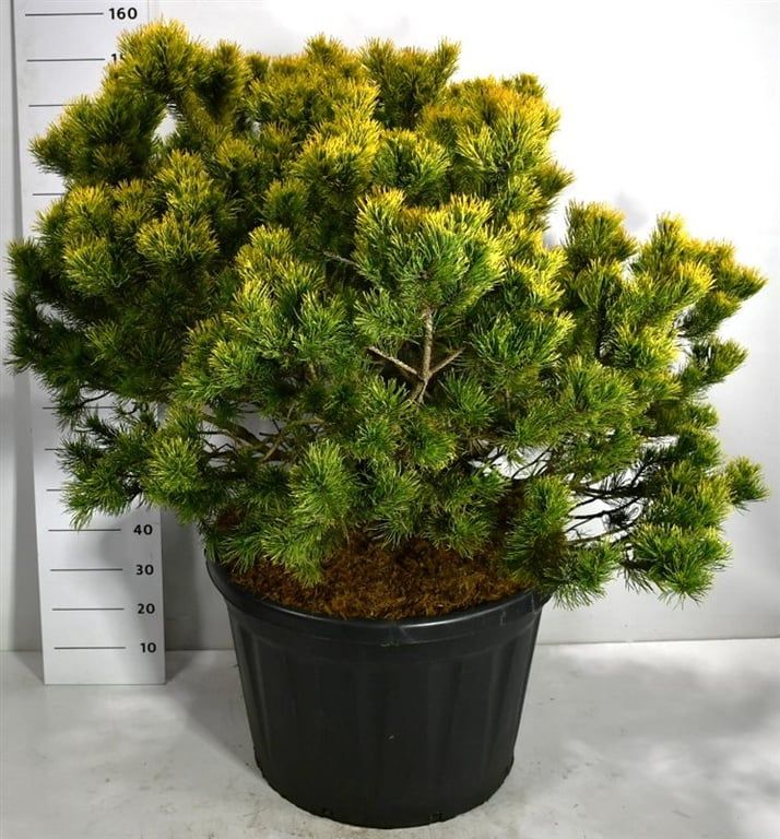 Pinus mugo 'Winter Gold', D 80 cm
