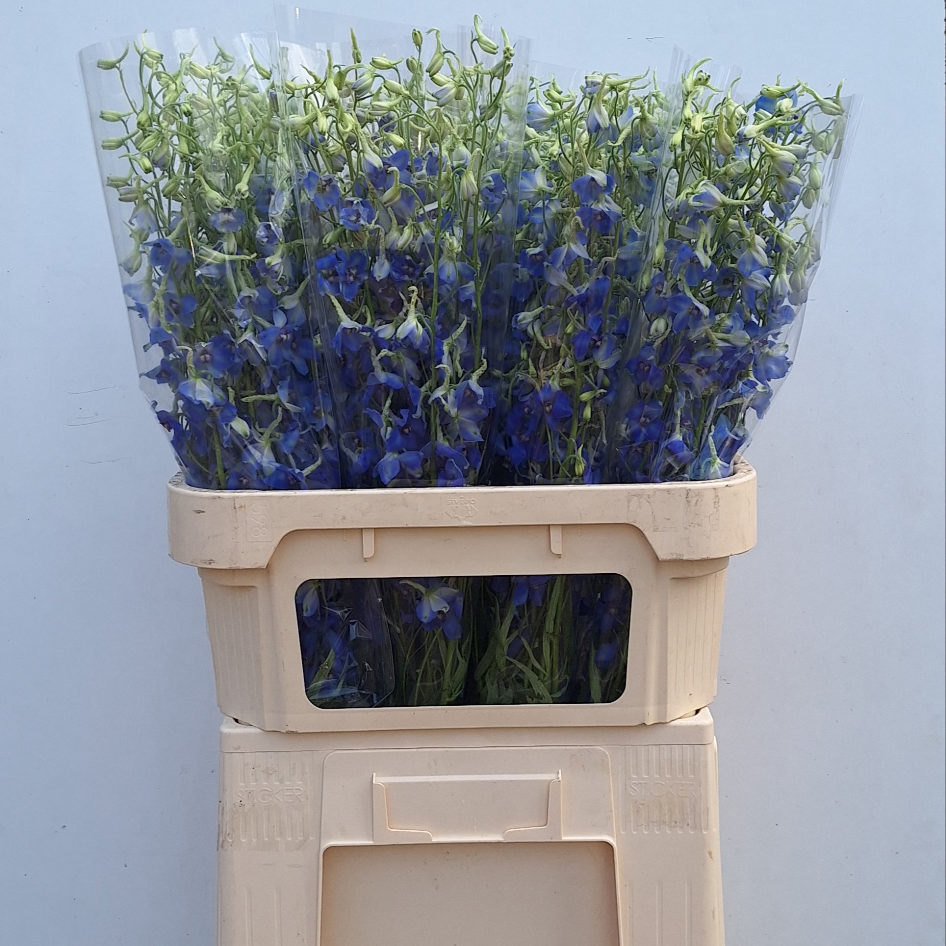 Дельфиниум од. Фолькерфриден 80, шт.