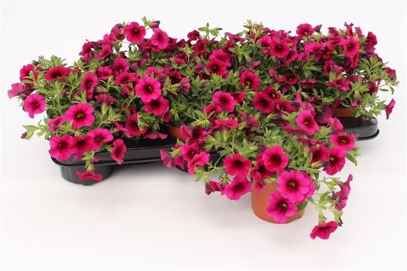 Calibrachoa Purple 13CM, D 13