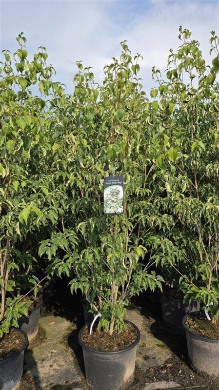 Cornus k. 'Milky Way', D 55 cm