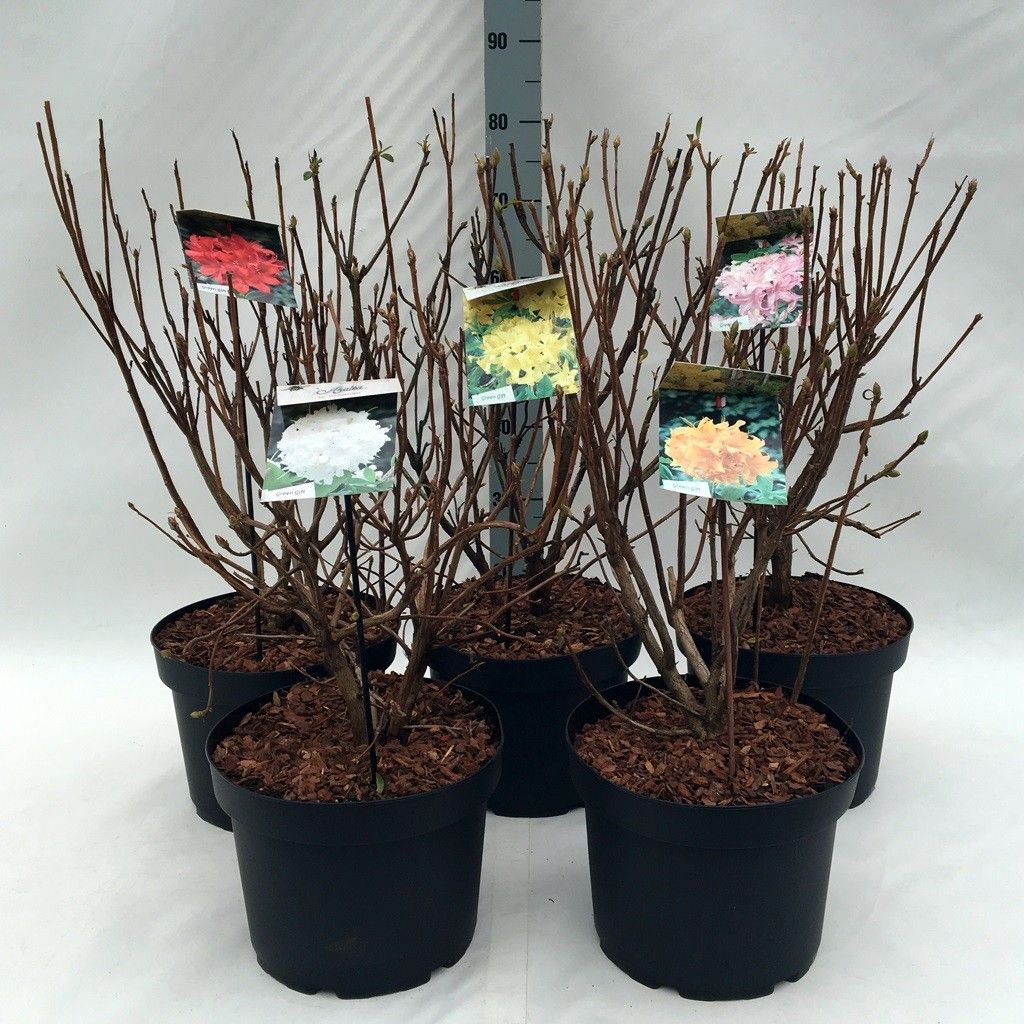 Rhodo. (AK) in soorten, D 29