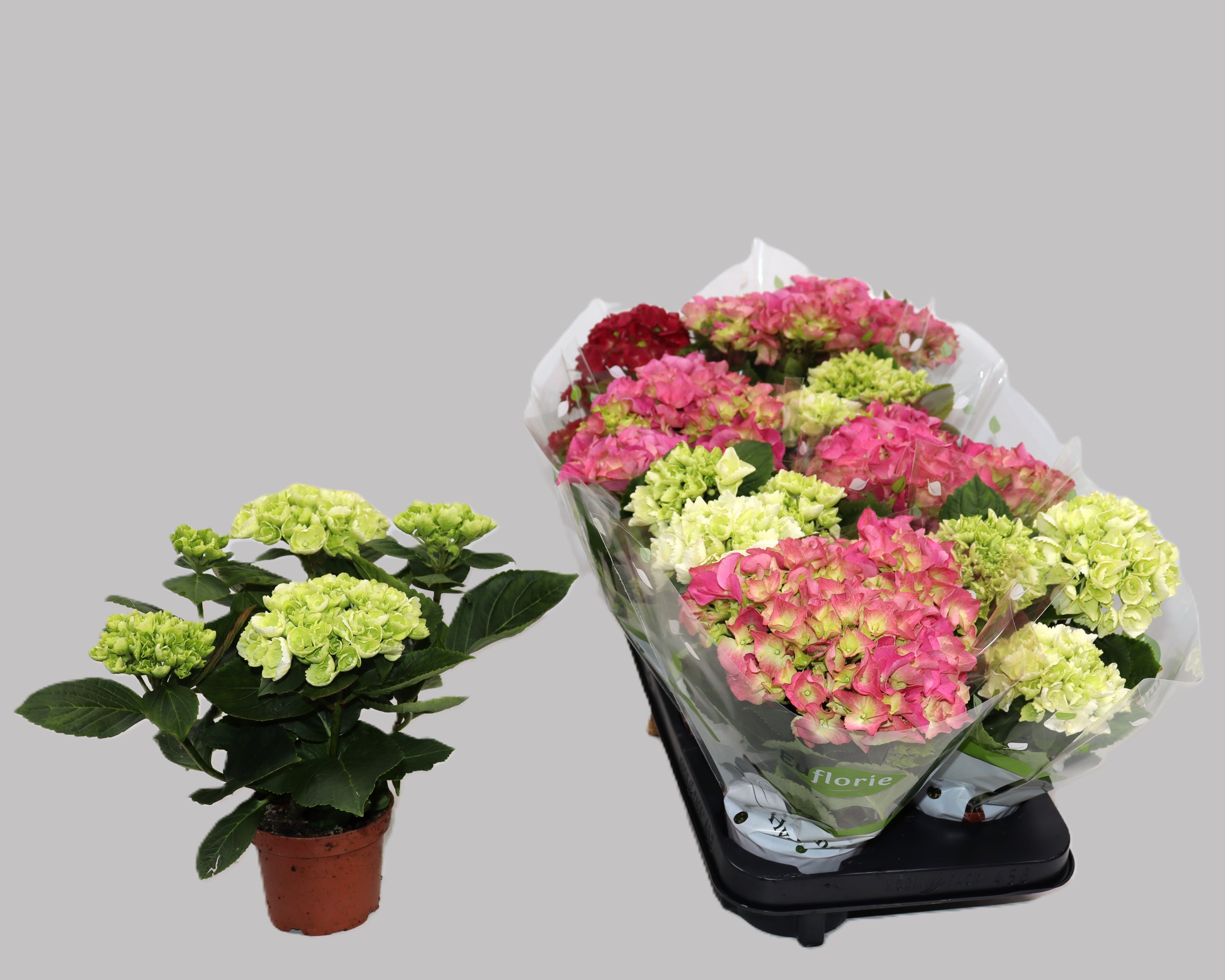 Hortensia Mix, D 10,5