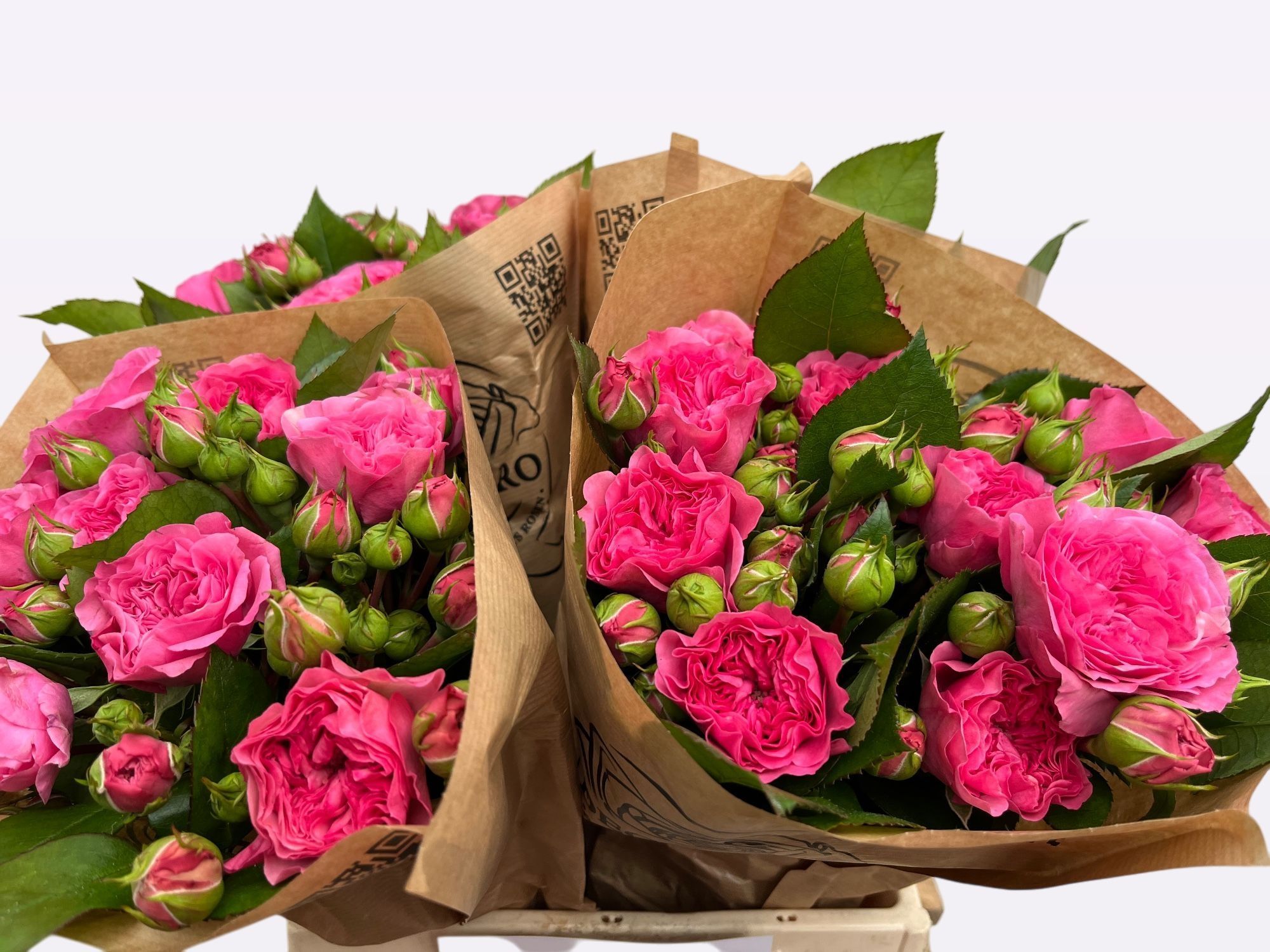 Роза куст. Баронесса Фрайлэнд 40, шт.